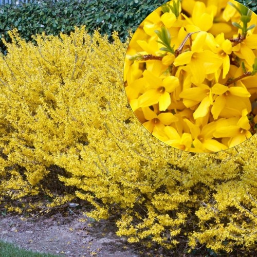 Forsythia 'Courtasol' - Värdforsüütia 'Courtasol' P9/0,55L